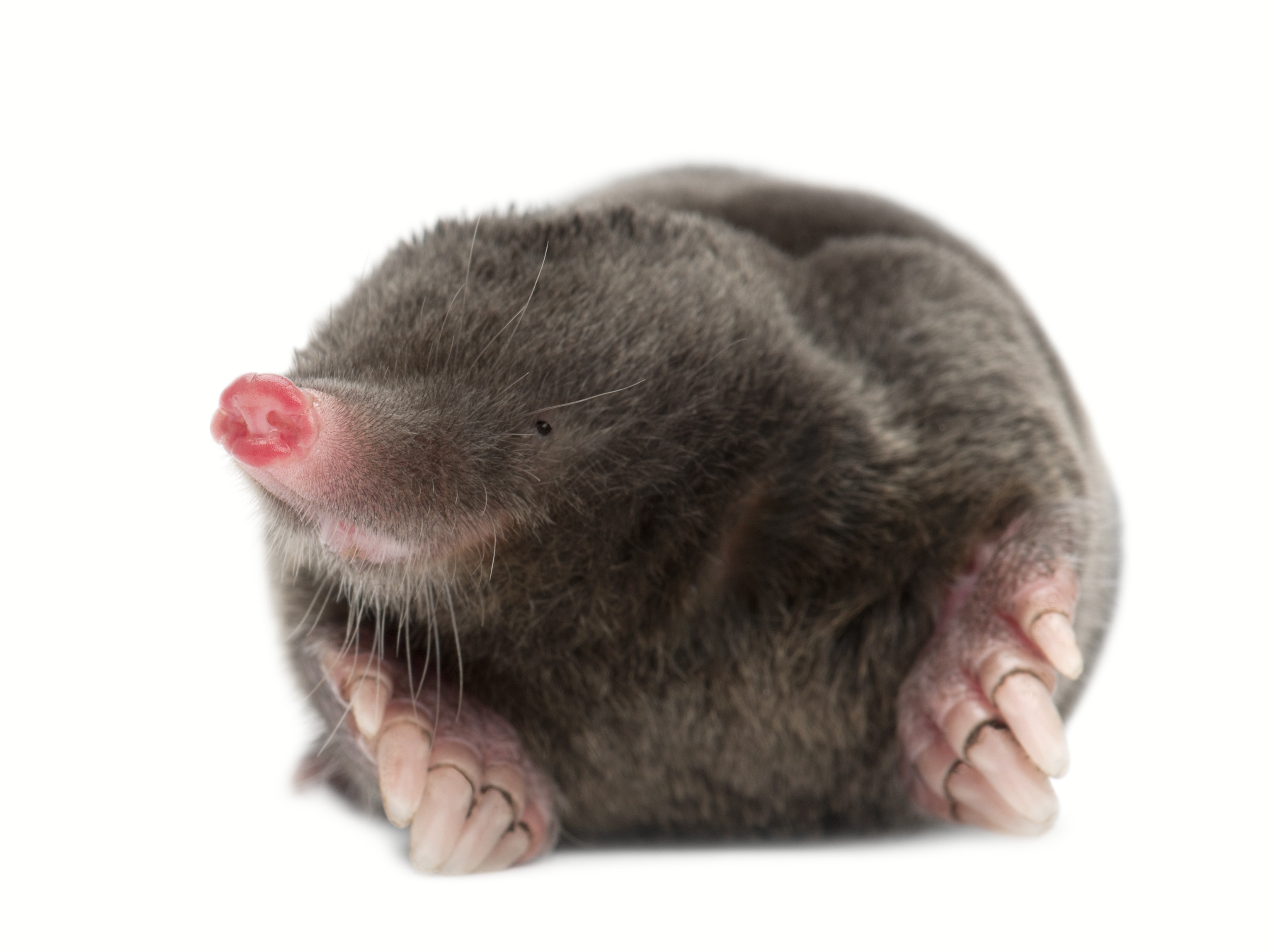 20 Things You Didn't Know About Moles | Discover Magazine