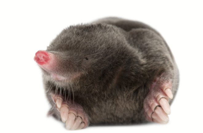 20 Things You Didn't Know About Moles | Discover Magazine