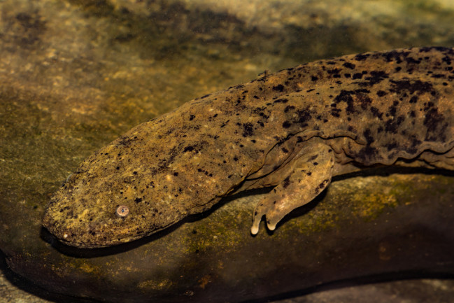 Hellbender salamander giant size