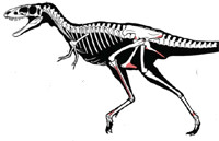 Raptorex.jpg