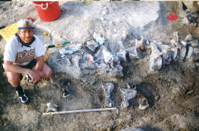 Photograph from the excavations in 1998, with the brachiosaur foot bones below a tail of a Camarasaurus. University of Kansas expedition crew member as a scale. CREDIT Photo courtesy of the KUVP archives.