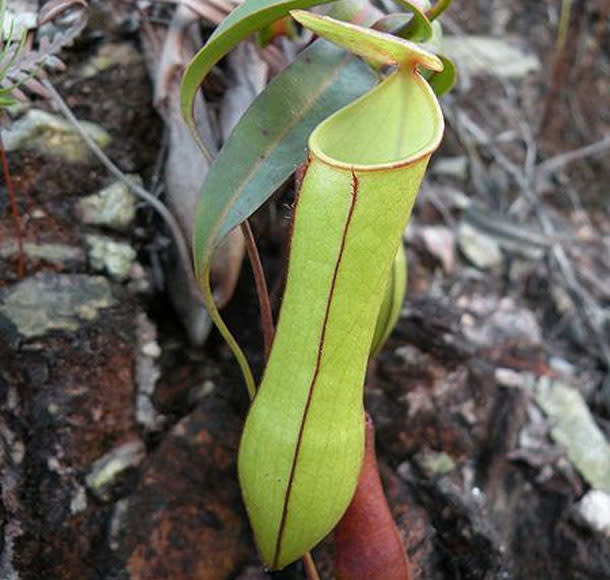 Nepenthes_gracilis.jpg