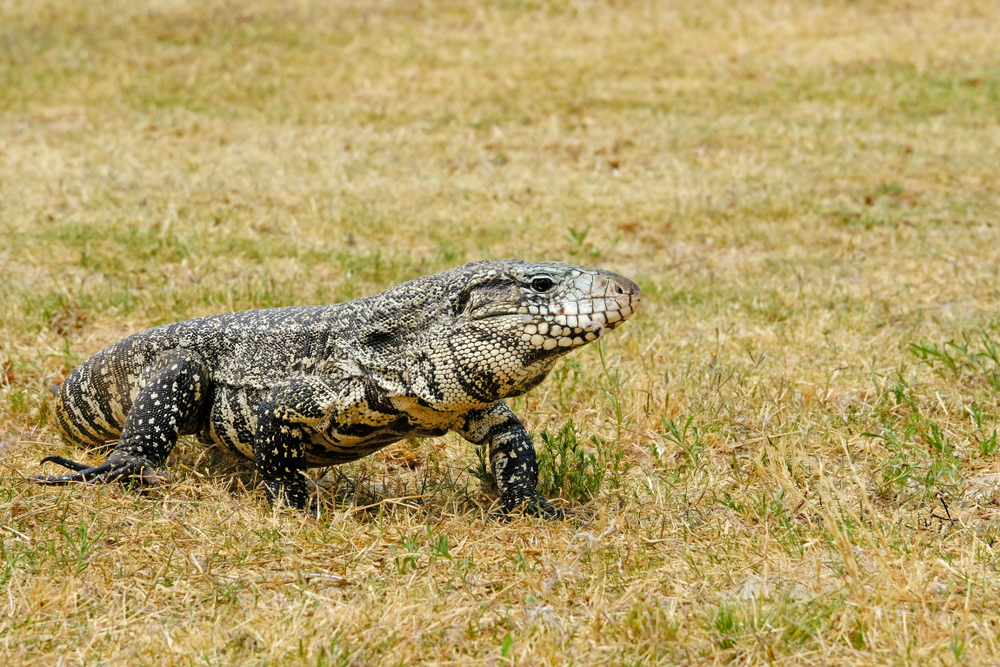 Giant Tegu Lizards Are Moving Into Georgia — And They’re Not Welcome ...