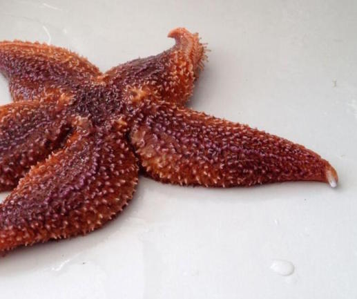 Starfish: rare fossil helps answer the mystery of how they evolved arms