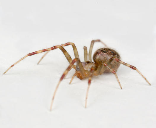 In Evolution, Nice Spiders Finish Last | Discover Magazine
