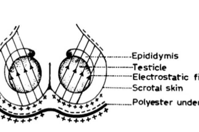 testicle.jpg
