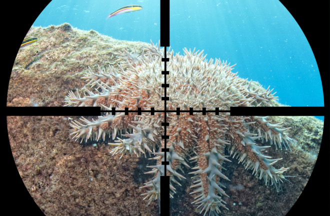 crosshairs-starfish