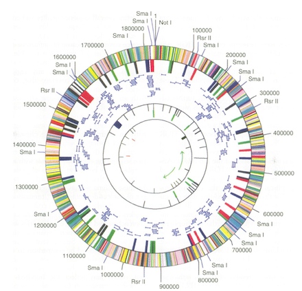 haemophilus-genome-440.jpg