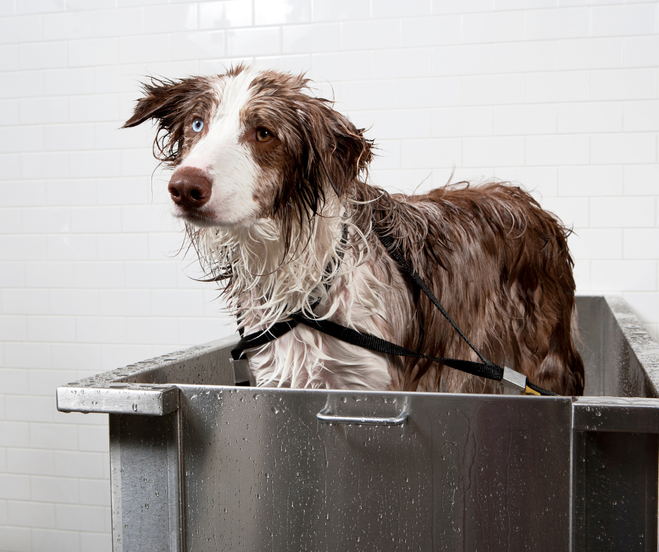 what to wash a dog in to kill fleas