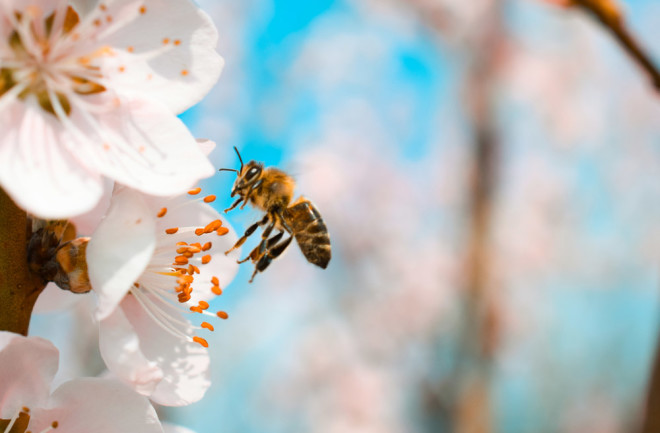 Honey Bee - Shutterstock