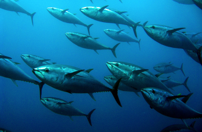 Bluefin Tuna School of Fish - Shutterstock