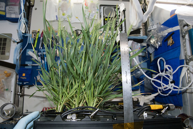 ISS Advanced Plant Habitat - NASA