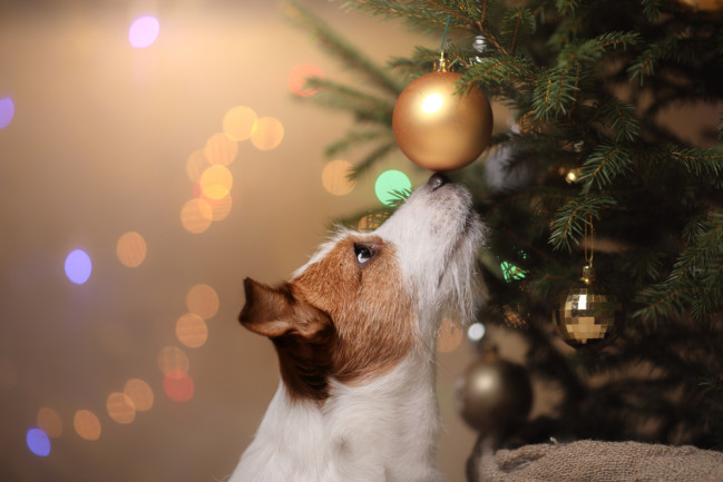 jack russel terrier sniffing a christmas tree ornament