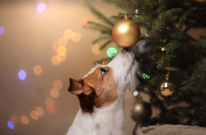 jack russel terrier sniffing a christmas tree ornament