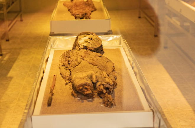 Chilean, Chinchurro mummy. Oldest mummy in the world in conservation room