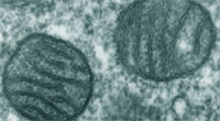 Mitochondria.jpg