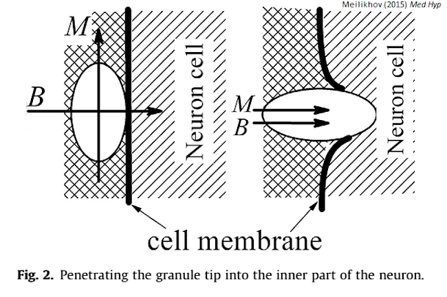 magnetite_brain.png