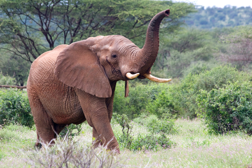 That Elephant Can Smell You From a Mile Away | Discover Magazine