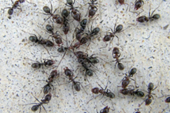 ant-fight.jpg