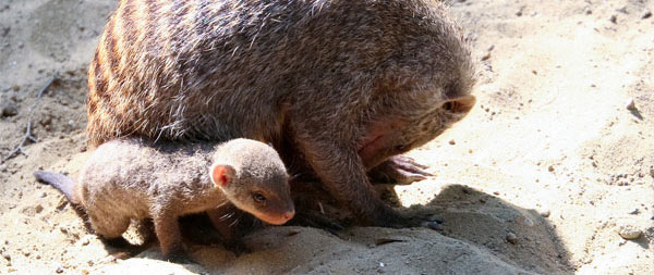 Banded_mongoose.jpg