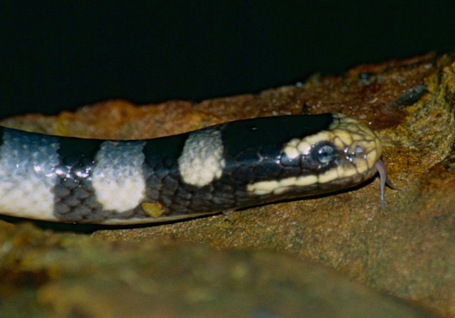 thirsty-krait-2-1024x716.jpg