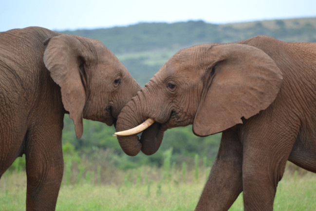 Elephant greeting