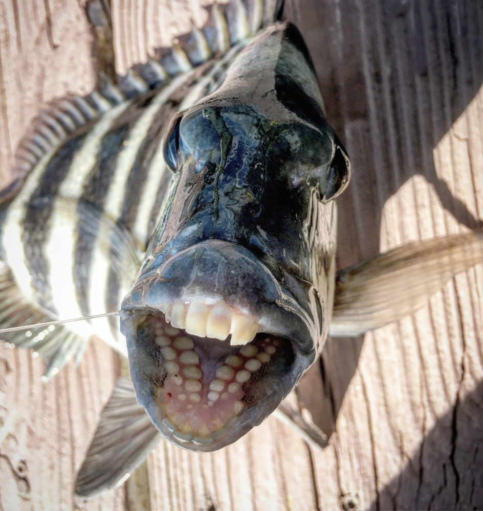 Meet the Sheepshead — The Fish with Human Teeth