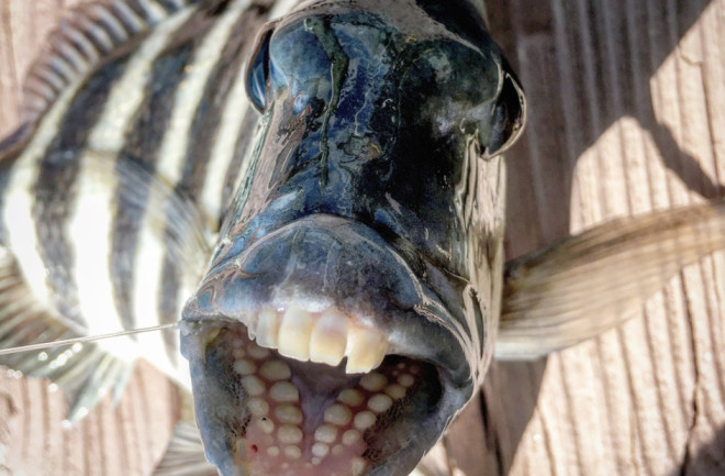 Sheepshead Fish Teeth