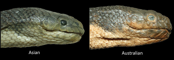 Beaked-sea-snake