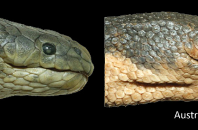 Beaked-sea-snake