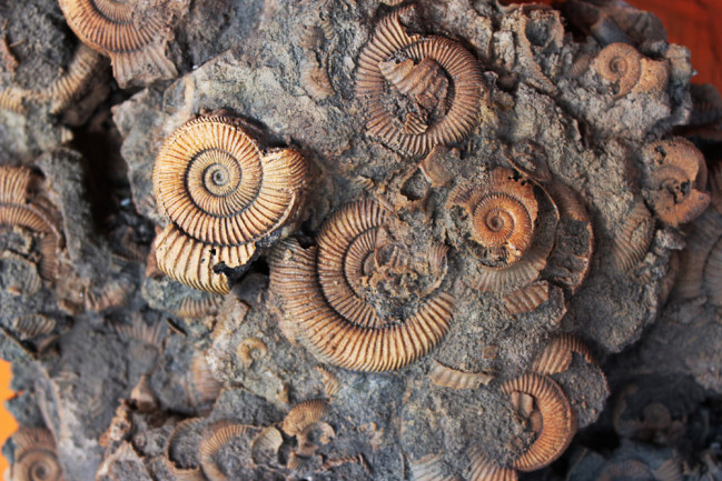 Why Are Fossils Only Found in Sedimentary Rocks? | Discover Magazine