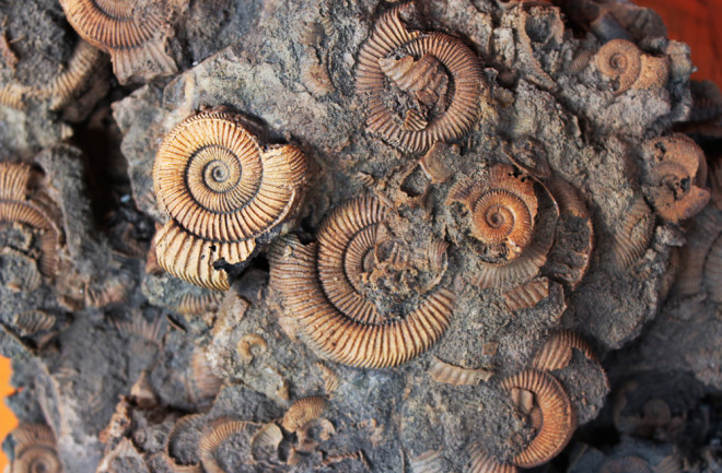 Why Are Fossils Only Found in Sedimentary Rocks? | Discover Magazine