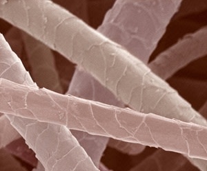 wool-microscopic