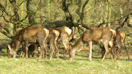 Red_deer.jpg