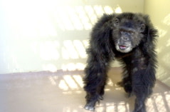 Clint chimp.jpg