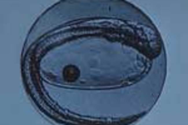 menhaden embryo