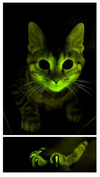 green-cat.jpg