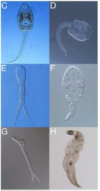 frog-parasites.jpg