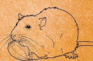 mouse