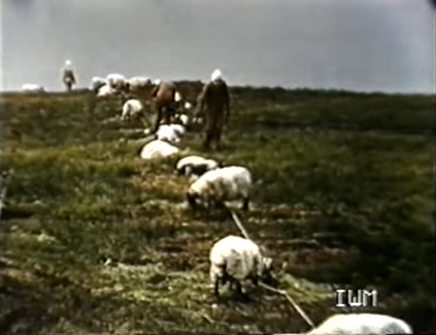 gruinard_anthrax_sheep1-copy.jpg