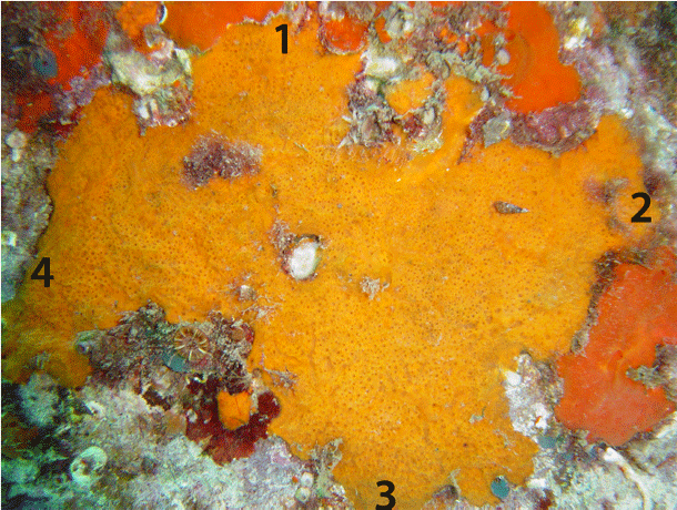 Sponge.gif