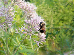 rpbb-1-rich-hatfield-xerces-society-250x189.jpg