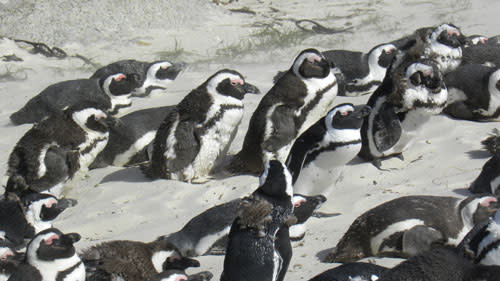 Penguin_beach.jpg