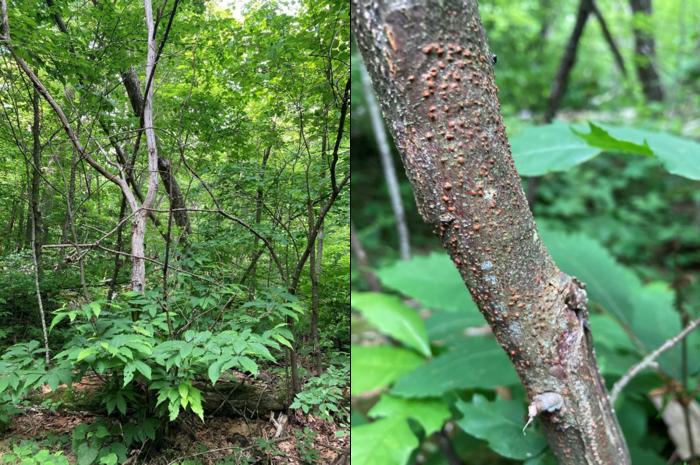 Chestnut blight has significantly altered the composition of Shenandoah National Park