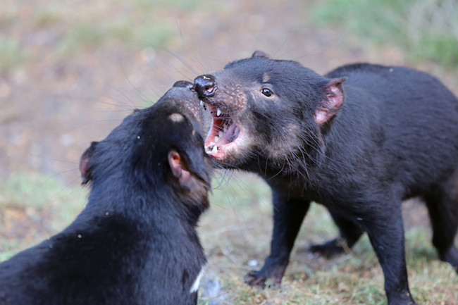 Tasmanian Devils Are Rapidly Evolving Resistance To A Deadly