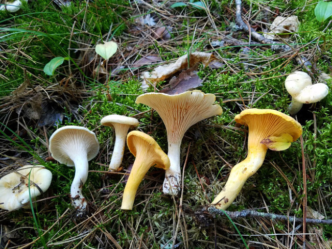Chanterelles are among the most popular wild edible mushrooms