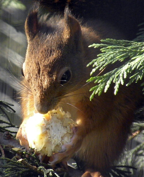 RedSquirrel.jpg
