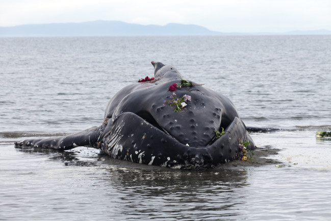 Beached humpback whale