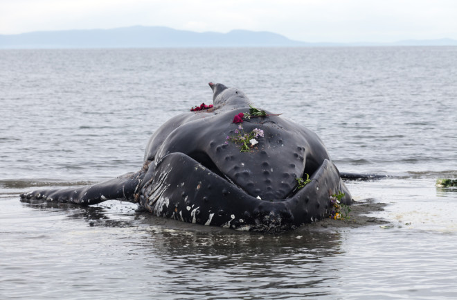 Beached humpback whale