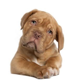 sad-puppy-e1334333366936.jpg